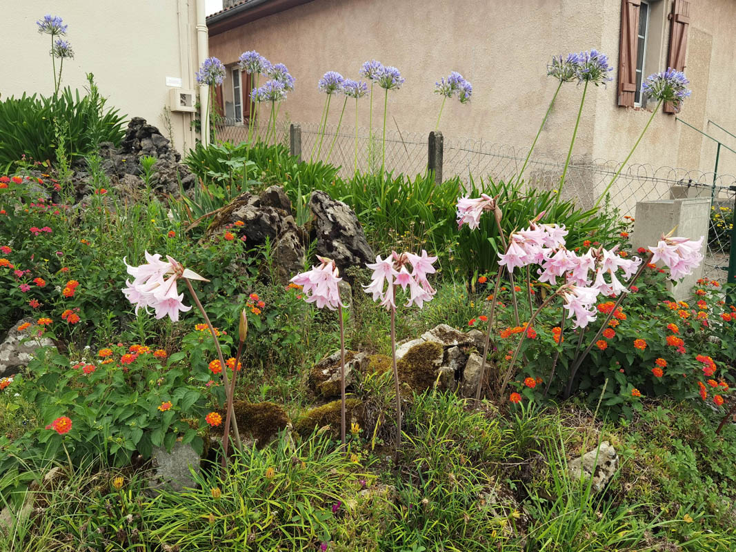 Amaryllis belladonna